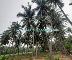 Agricultural with Coconut Tree land for sale  Somanur to Ayyakovil Road, Ayyampalayam