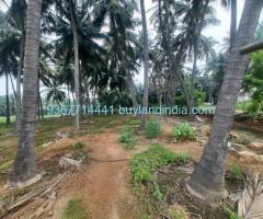 Agricultural with Coconut Tree land for sale  Somanur to Ayyakovil Road, Ayyampalayam