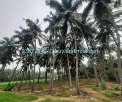 Agricultural with Coconut Tree land for sale  Somanur to Ayyakovil Road, Ayyampalayam